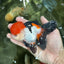 A Grade Tricolor Oranda Male 4.5 inches #060625OR_25