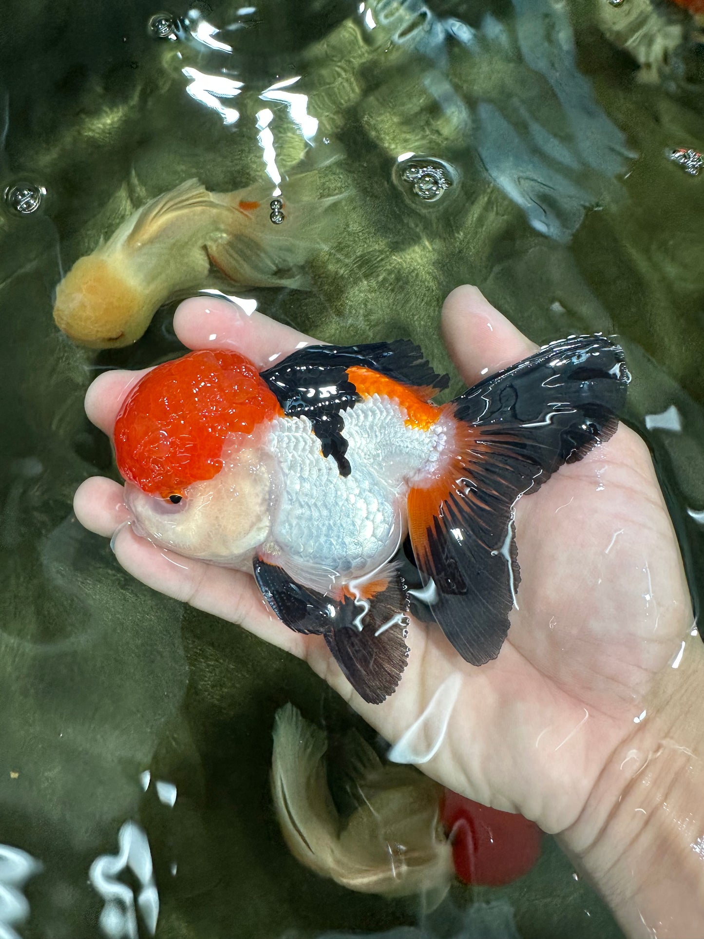 A Grade Tricolor Oranda Male 4.5 inches #060625OR_25