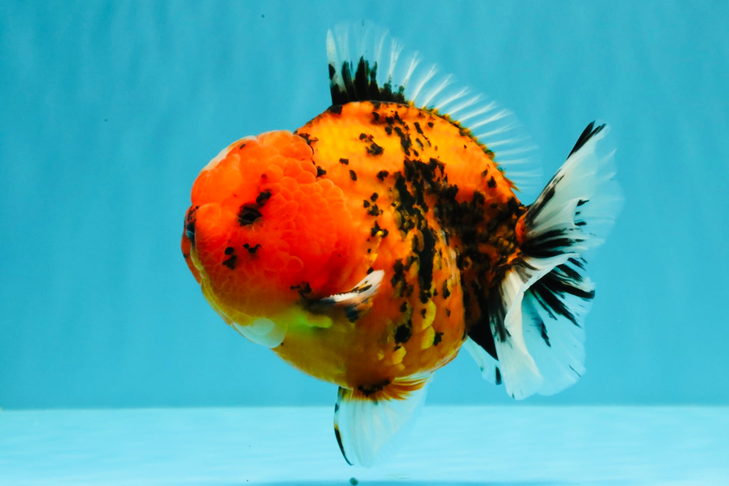 AAA Grade Godzilla Tiger Yuanbao Male 5-5.5  inches #031326YB_21