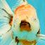 Sanke Oranda Male 5.5 inches #082826OR_04