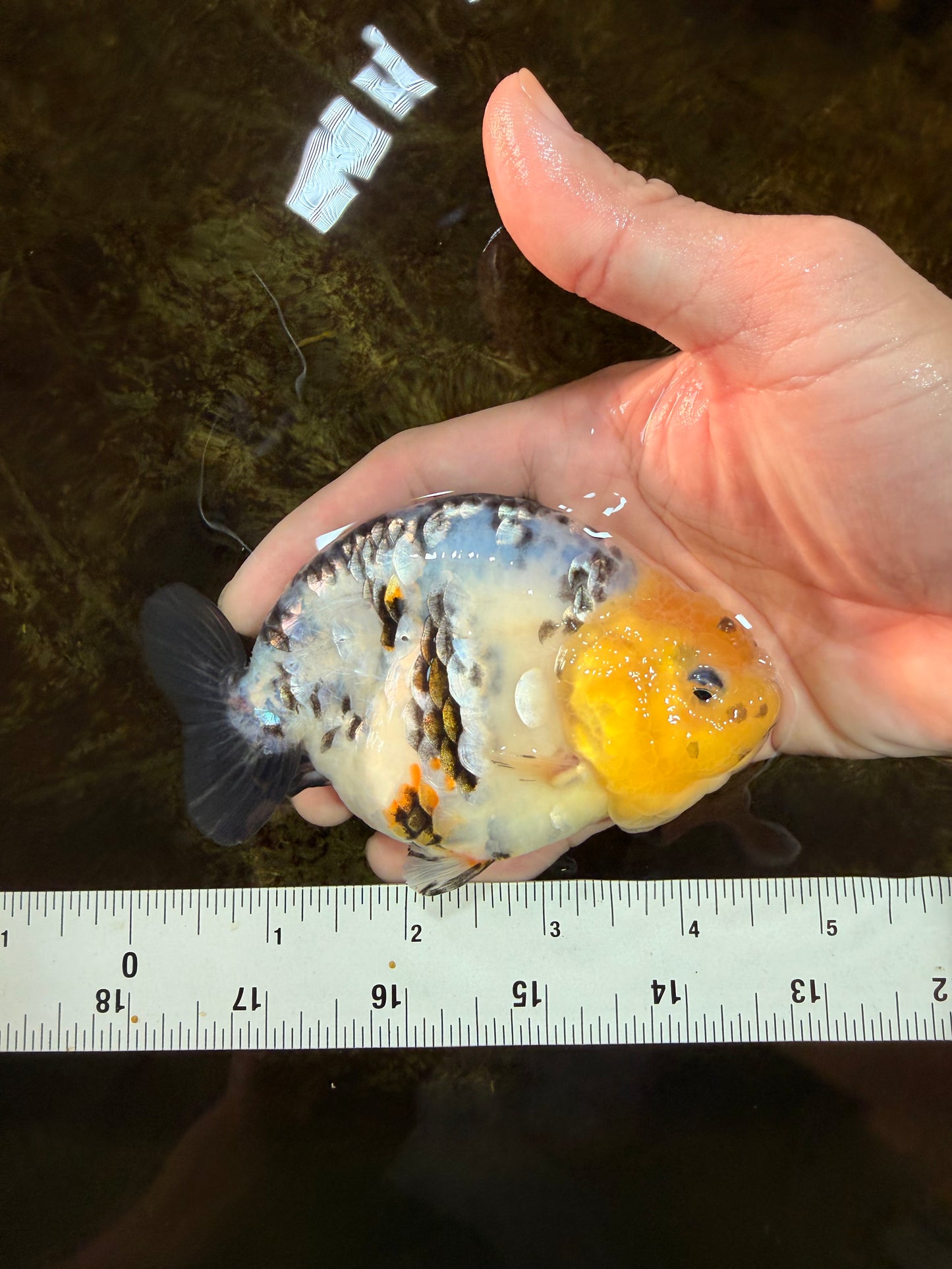 SPECIAL AAA Grade Chinese White Tiger Base Ranchu Female 4.5 inches #101725RC_20