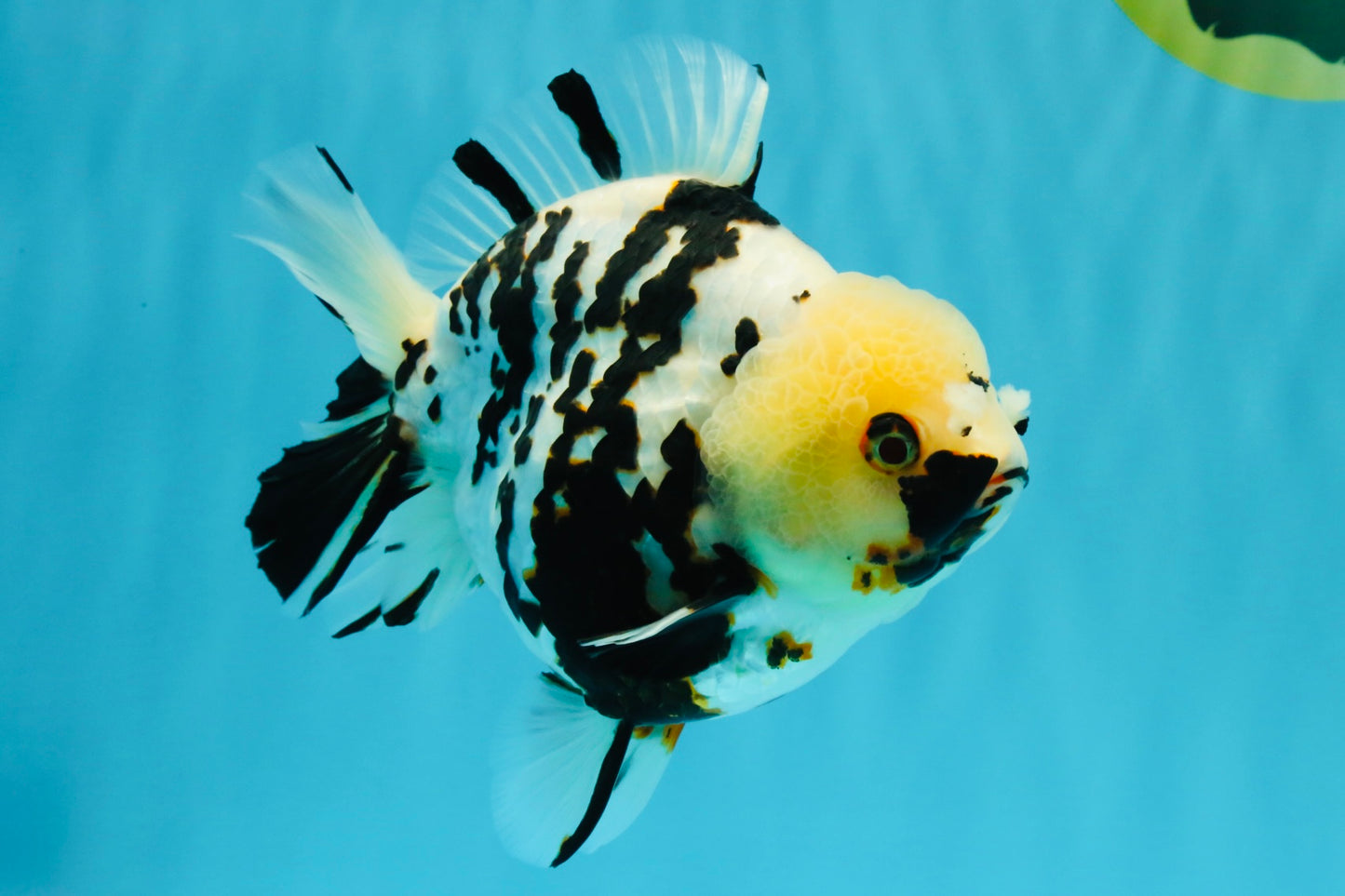 A Grade Special White Tiger Yuanbao Female 6 inches #022726YB_08