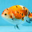 A Grade Tricolor Sakura Chinese Ranchu Male 4.5-5 inches #112125RC_15
