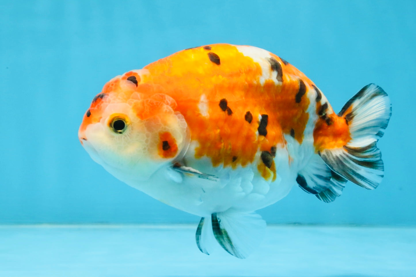 A Grade Tricolor Sakura Chinese Ranchu Male 4.5-5 inches #112125RC_15