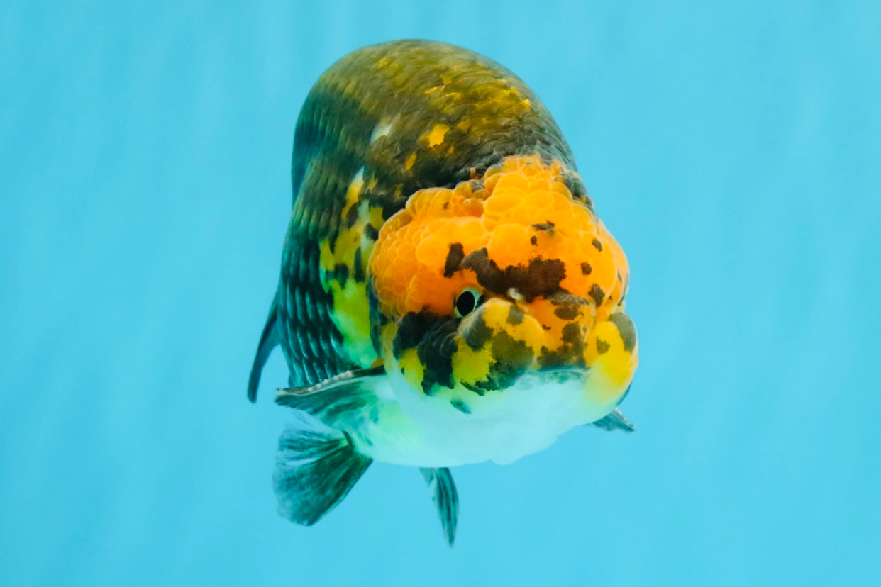 Chinese Apache Ranchu Male 6 inches #041026RC_22