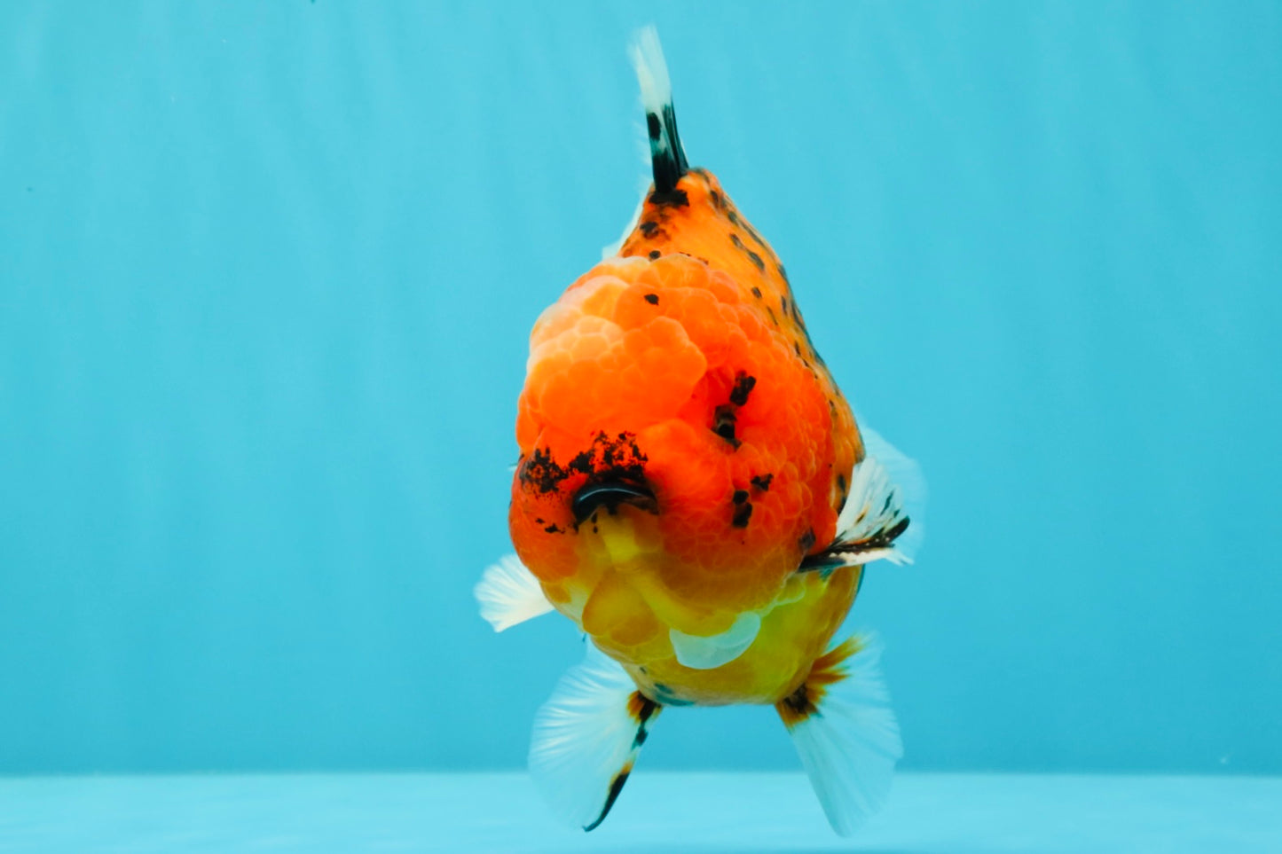 AAA Grade Godzilla Tiger Yuanbao Male 5-5.5  inches #031326YB_21