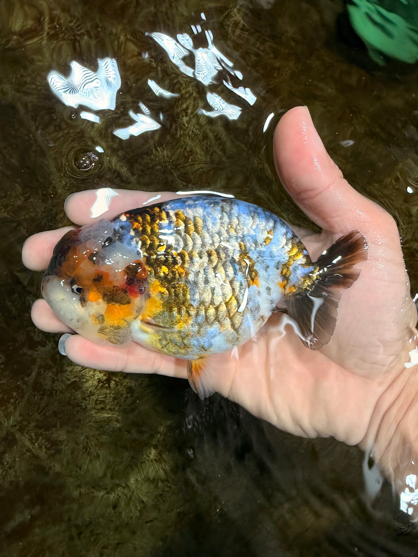 A Grade Calico Blue Base LionQueen 5 inches #103125LC_17