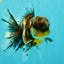 AAA Grade Calico Oranda Male 5 inches #070626OR_06