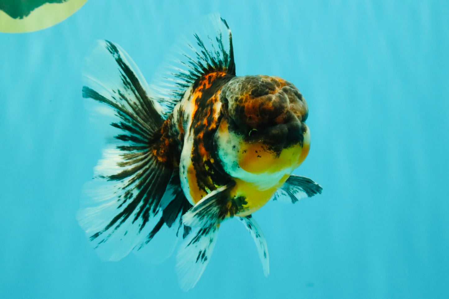 AAA Grade Calico Oranda Male 5 inches #070626OR_06