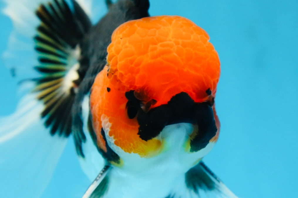AAA Grade Tricolor Button Eyes Oranda Male 5 inches #080825OR_04