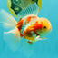 A Grade Lipstick Kohaku Red White Oranda Male 5.5 inches #102326OR_19
