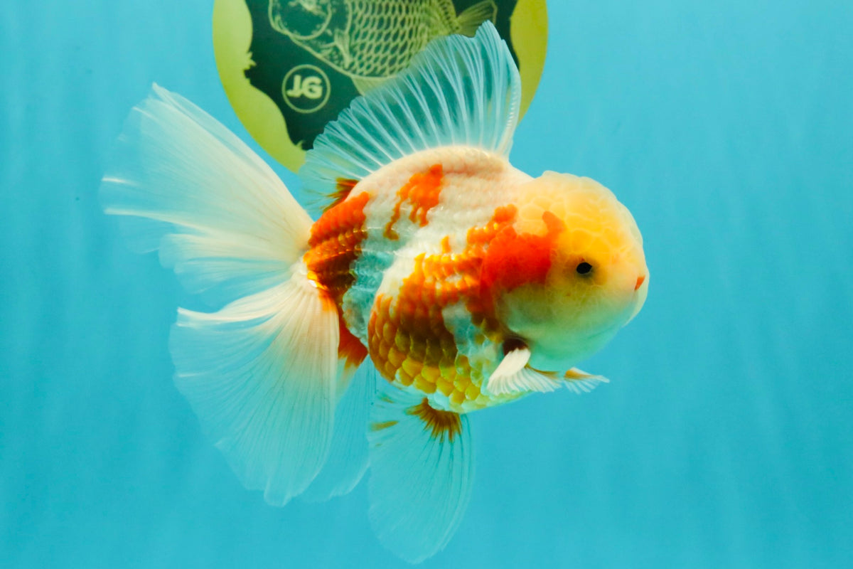 A Grade Lipstick Kohaku Red White Oranda Male 5.5 inches #102326OR_19