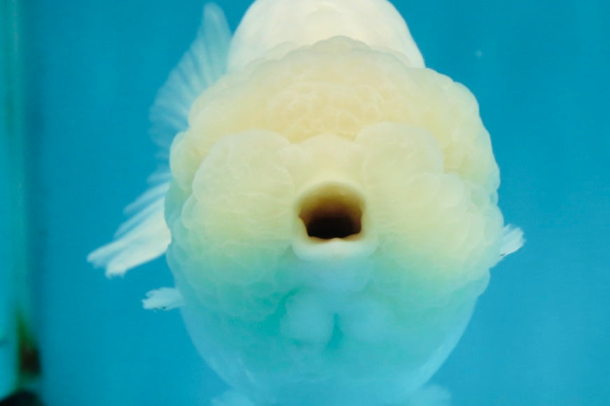 RARE A Grade Sakura Snow White LionQueen 5-5.5 inches #050225LC_13