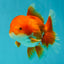 A Grade Red White Oranda Male 5.5-6 inches #041726OR_13