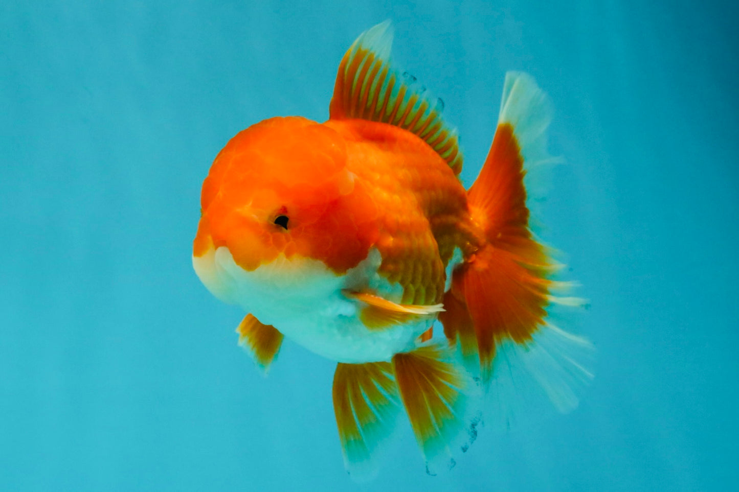 A Grade Red White Oranda Male 5.5-6 inches #041726OR_13