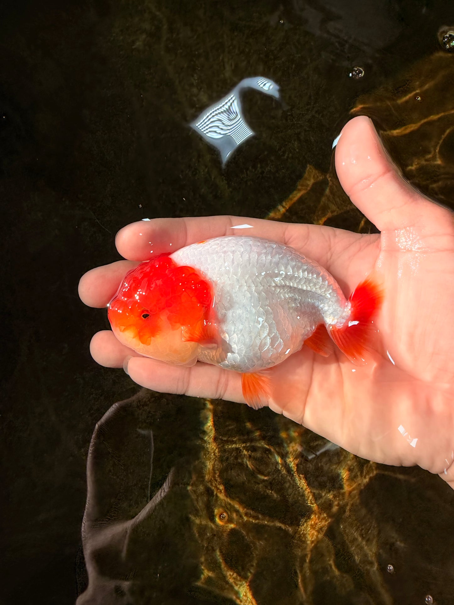 FLUFFY AAA Grade Red Head LionQueen 4-4.5 inches #102425LC_10