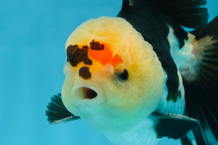 AAA Grade PUPPY Tricolor Oranda Male 5.5 inches #080125OR_24