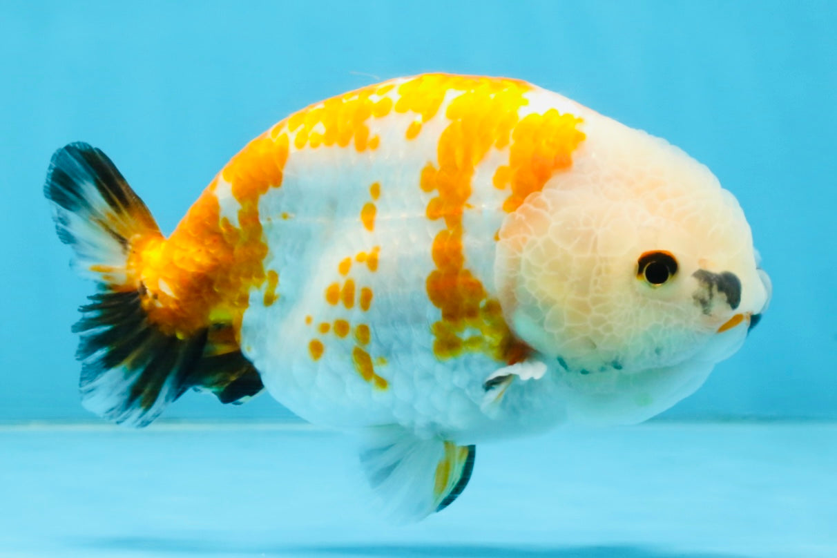 A Grade Tricolor LionKing 5-5.5 inches #112125LC_01