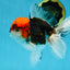 A Grade Tricolor Oranda Male 5.5 inches #060625OR_19