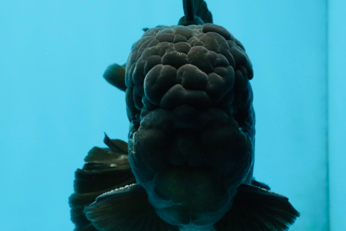 AAA Grade Godzilla Black Oranda Male 6.5 inches #032726OR_08