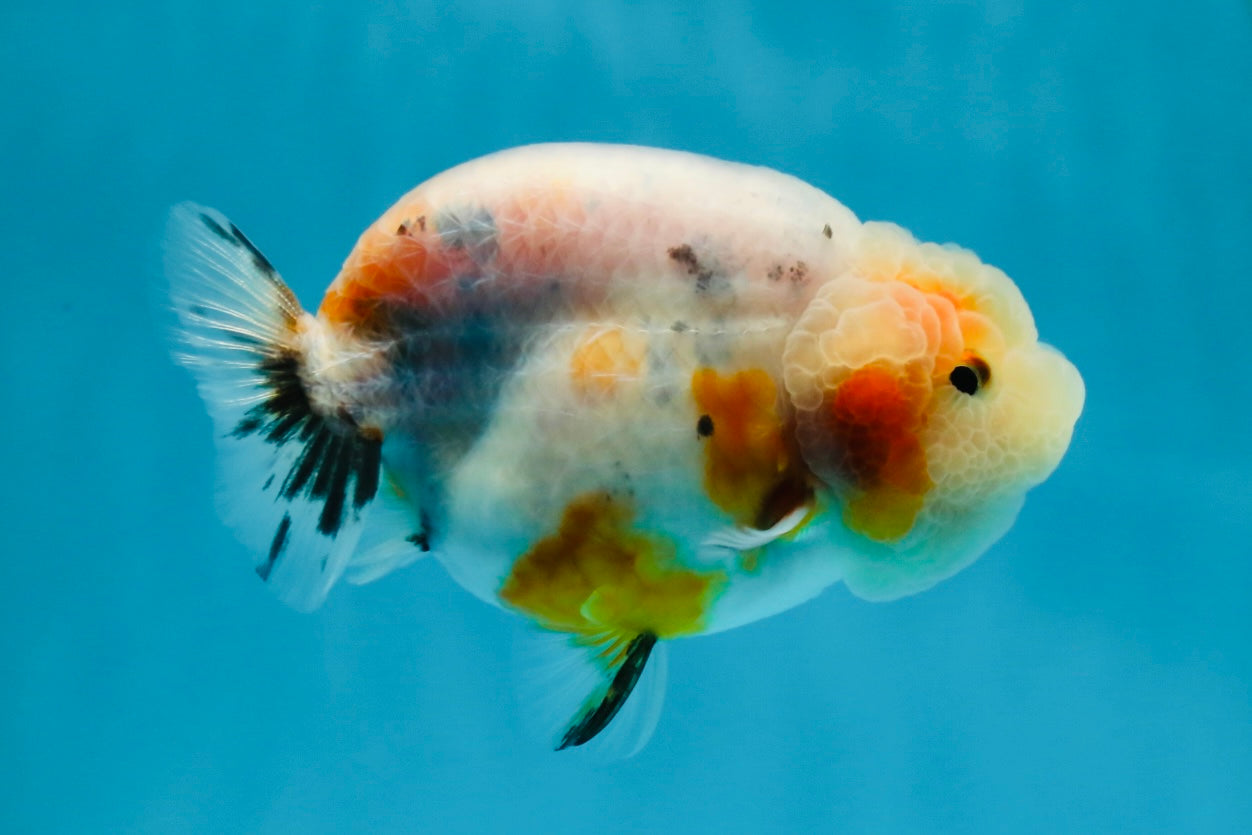 A Grade Calico LionQueen 3.5 inches #051625LC_04