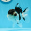 AAA Grade Panda Oranda Male 5 inches #0920OR_26