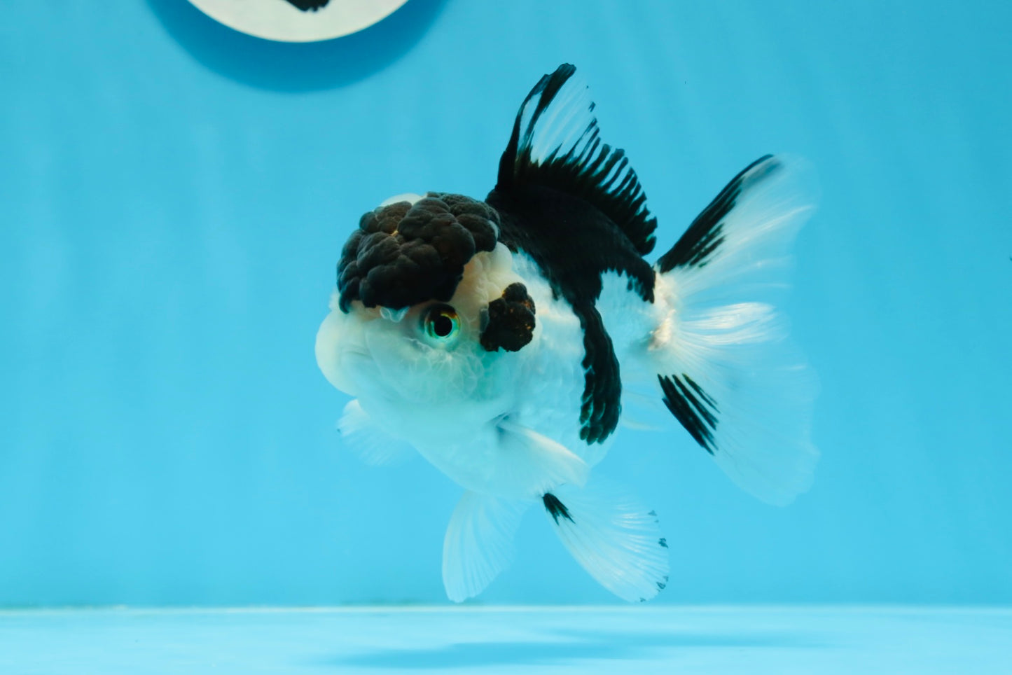 Panda Oranda mâle de qualité AAA 5 pouces #0920OR_26