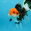 A Grade Tricolor Oranda Female 5-5.5 inches #080825OR_12