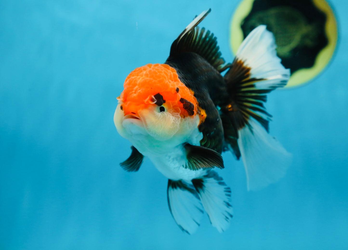 A Grade Tricolor Oranda Female 5-5.5 inches #080825OR_12