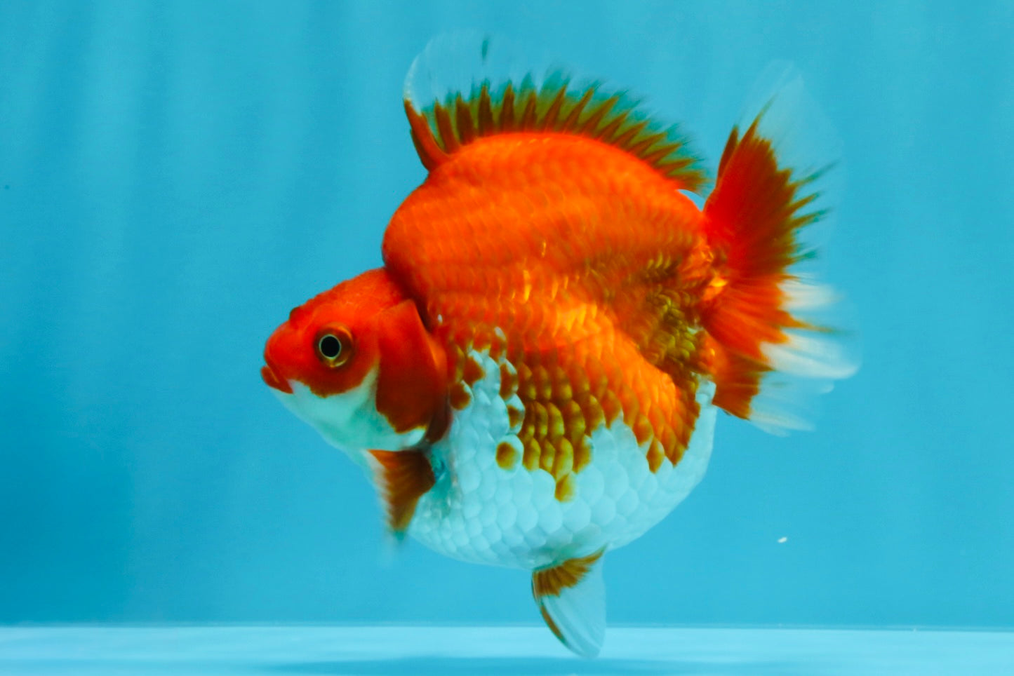 AAA Grade Red White Ryukin Female 4 inches #022026RK_12