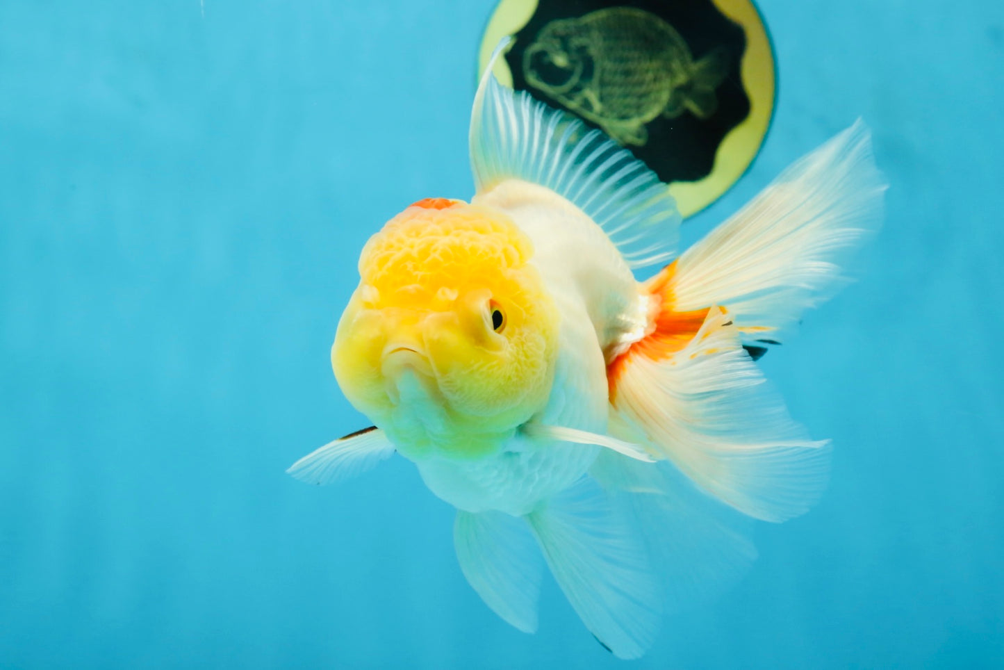 Red White Oranda Female 5.5-6 inches #052325OR_05