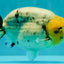 CHUBBY AAA Grade White Marble Blue Base Ranchu Male 5.5-6 inches #100226RC_28