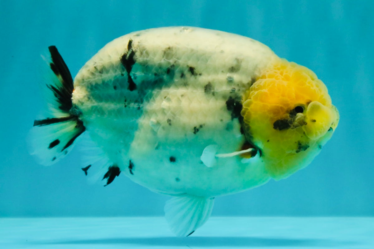 CHUBBY AAA Grade White Marble Blue Base Ranchu Male 5.5-6 inches #100226RC_28