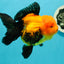 A Grade Grumpy Apache (Black Orange) Oranda Female 5 inches #110824OR_02