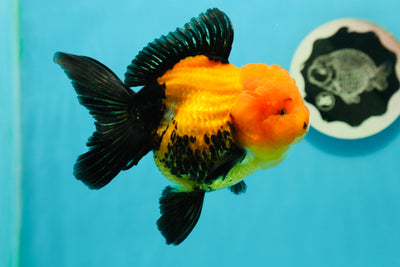 A Grade Grumpy Apache (Black Orange) Oranda Female 5 inches #110824OR_02