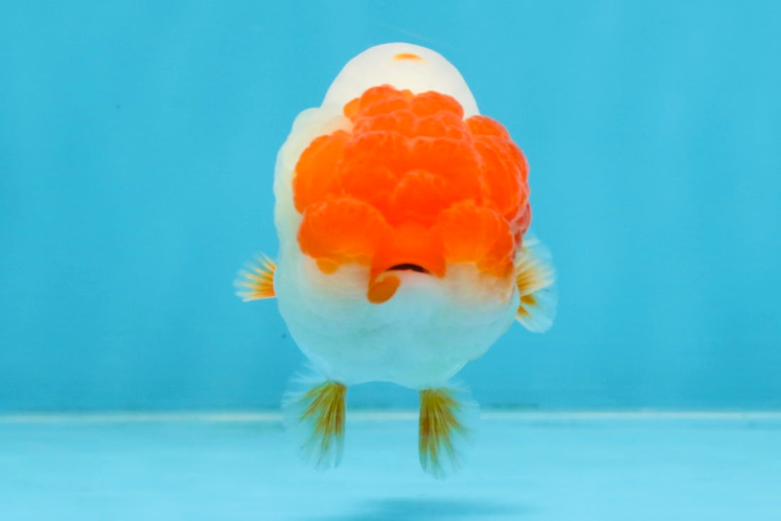 FLUFFY AAA Grade Red Head LionQueen 4-4.5 inches #102425LC_10