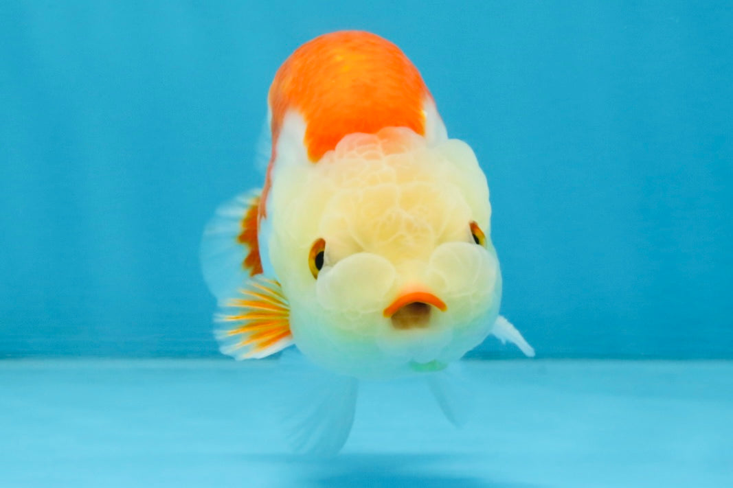 A Grade Red White LionKing 4 inches #112825LC_11