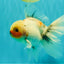 Marble Oranda Male 6.5 inches #091826OR_02
