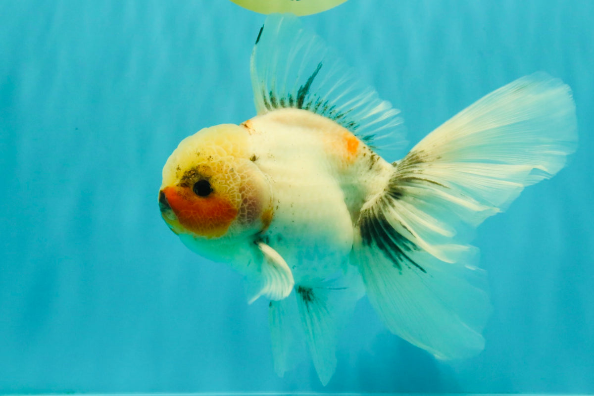 Marble Oranda Male 6.5 inches #091826OR_02