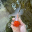 AAA Grade SUPER Red Cap Oranda Male 4.5 inches #051625OR_29