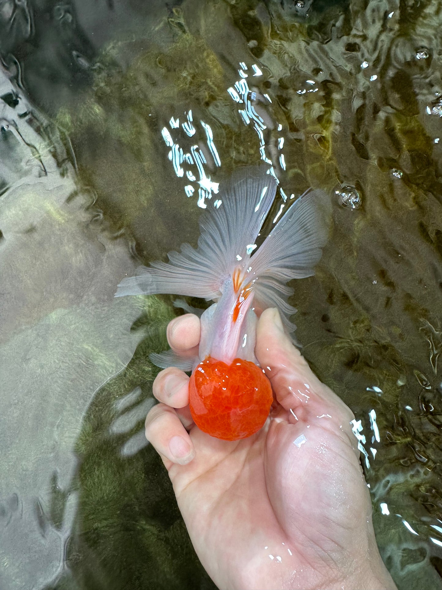 AAA Grade SUPER Red Cap Oranda Male 4.5 inches #051625OR_29