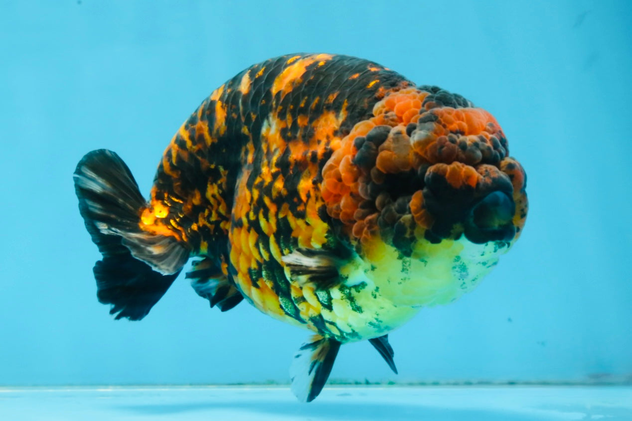 A Grade Tiger Strong Body Structure LionKing 5.5 inches #101725LC_22