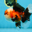 AAA Grade CHUBBY CHEEK Tricolor Oranda Male 5.5  inches #082225OR_12