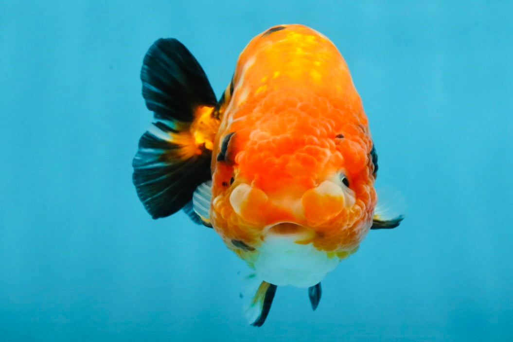 Sakura Chinese Ranchu Female 4.5-5 inches #120525RC_07