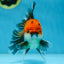A Grade FANCY Tricolor Oranda Male 5.5 inches #082925OR_05