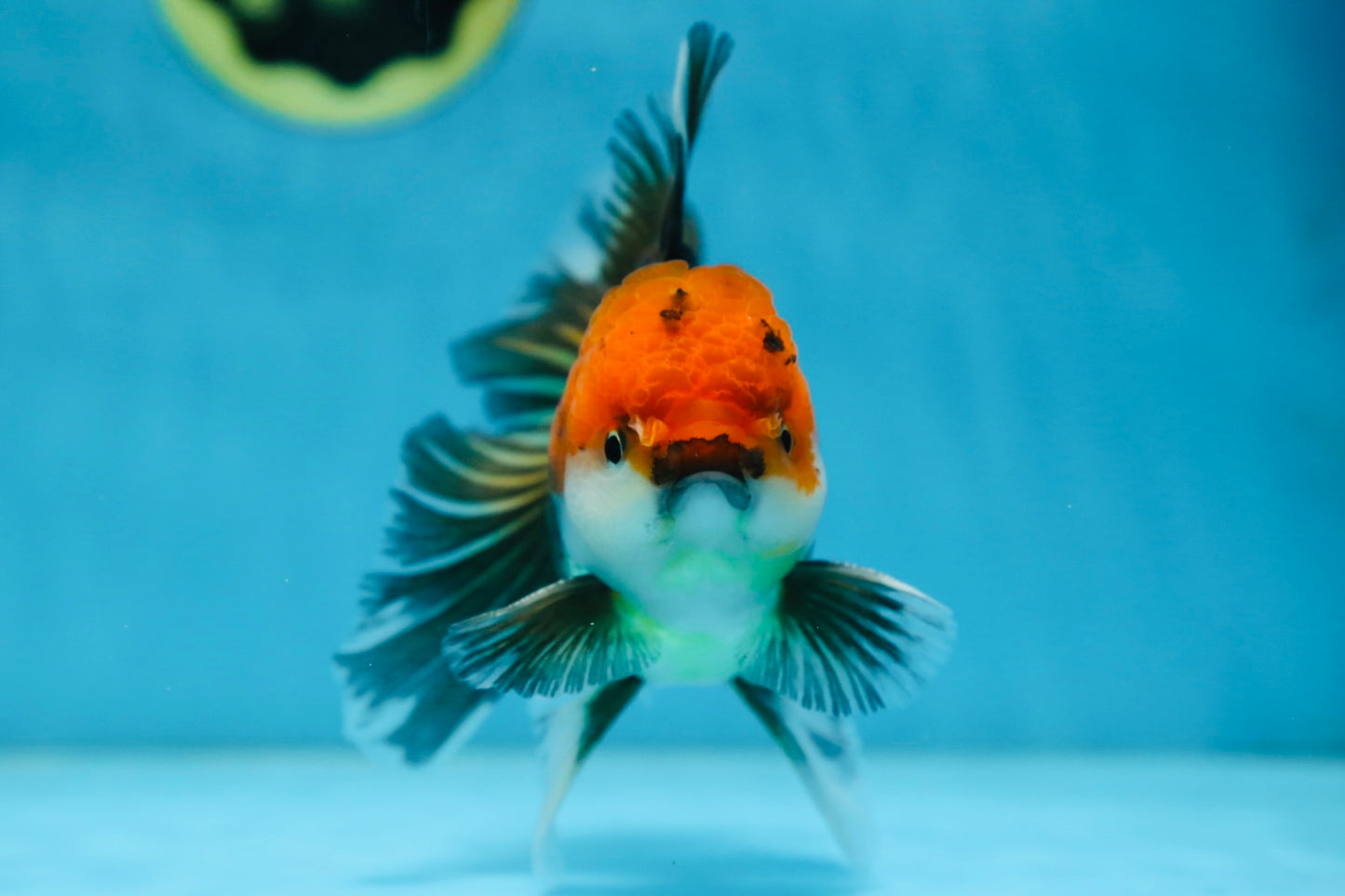 A Grade FANCY Tricolor Oranda Male 5.5 inches #082925OR_05