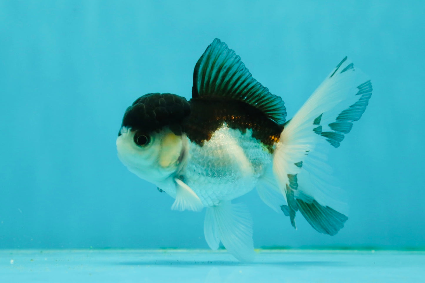 Panda Oranda Male 3.5 inches #1011OR_28