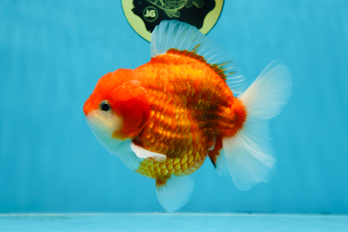 A Grade Red Sakura Yuanbao Male 4.5 inches #103125YB_30