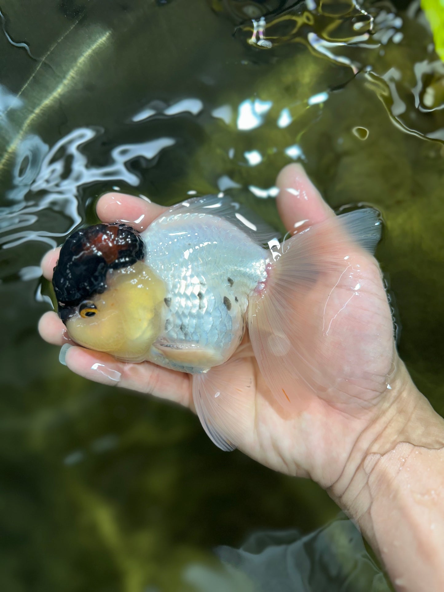 Unique Color AAA Grade Tricolor Lava Head Oranda Male 5 inches #042525OR_08