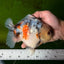 SPECIAL AAA Grade Marble Yuanbao Male 5.5 inches #041026YB_28